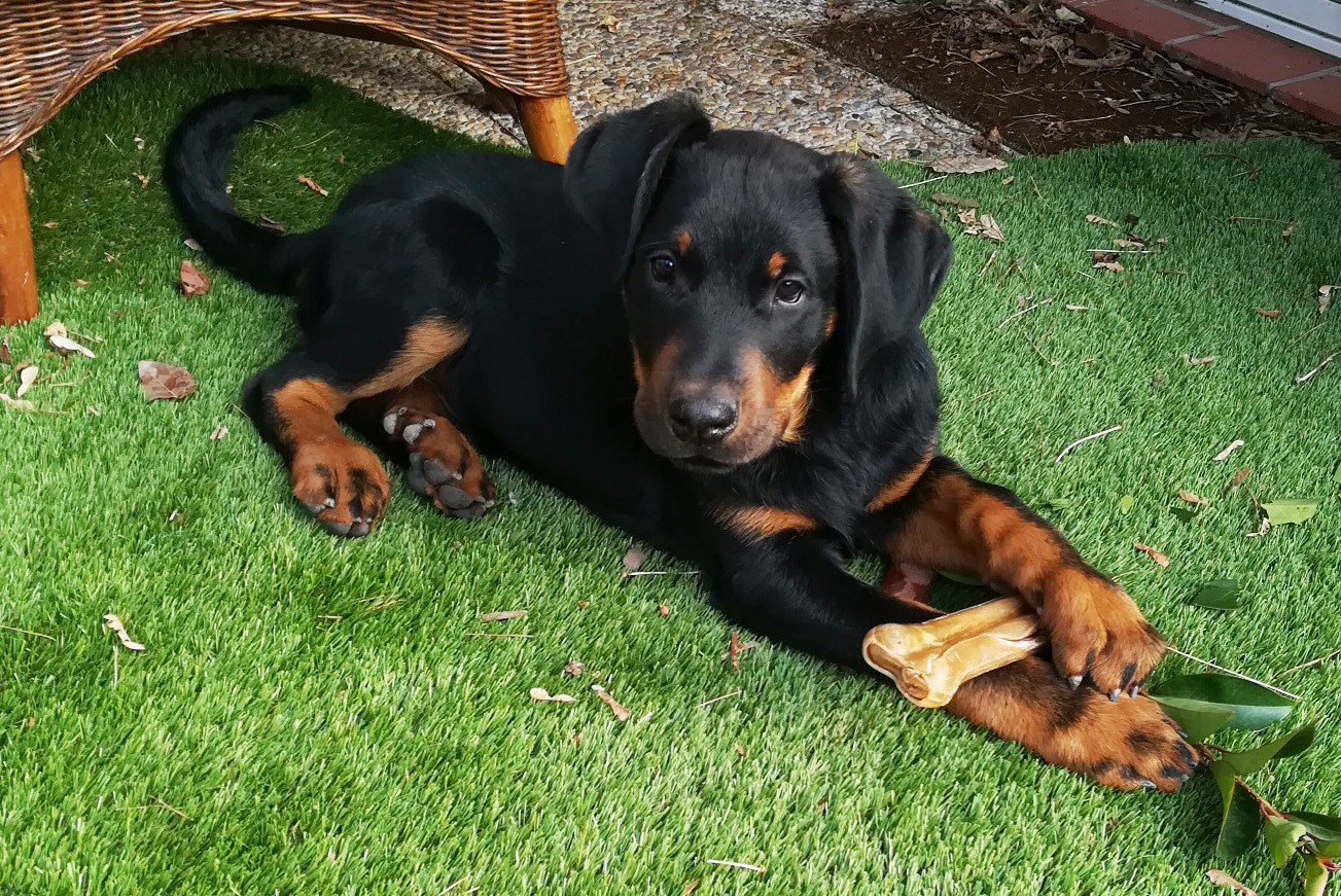  domainedelalicorne.fr photo chien beauceron photo chiot beauceron Elevage de beauceron chiot beauceron pure race élevage du clos de la licorne elevage des gardiens de la licorne elevage beauceron noir et feu authentique gros gabarits élevage de Beauceron familial sérieux et qualité domainedelalicorne.fr suivi des chiots conseil d’éducation chiot propre bas rouge santé caractère spécialiste du beauceron noir et feu ou arlequin chien rustique berger de France  nos chiots sont élevés avec amour et attention notre passion au service de la qualité Beauceron de qualité et sportif domaine de la licorne 04380 BARRAS élevage en liberté éleveur berger de beauce élevage de beauceron de travail 06 11 20 51 93 site domainedelalicorne.fr mail domainedelalicorne@gmail.com